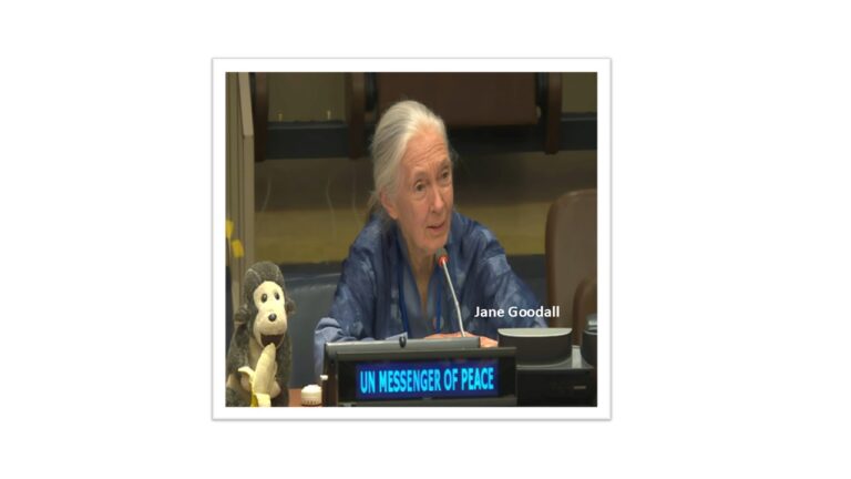 Jane Goodall 1934-2025, UN Messenger of Peace | United Nations