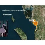 Why Flamingos take part in Albania’ protest