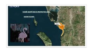 Why Flamingos take part in Albania’ protest