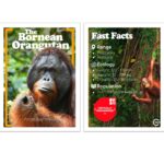 World OrangUtan Day 2026
