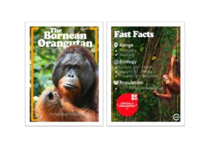 World OrangUtan Day 2026