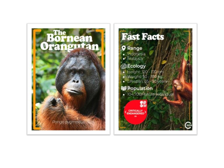 World OrangUtan Day 2026