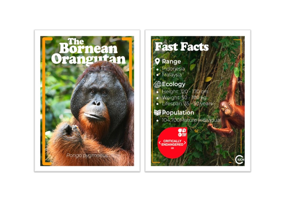 World OrangUtan Day 2026
